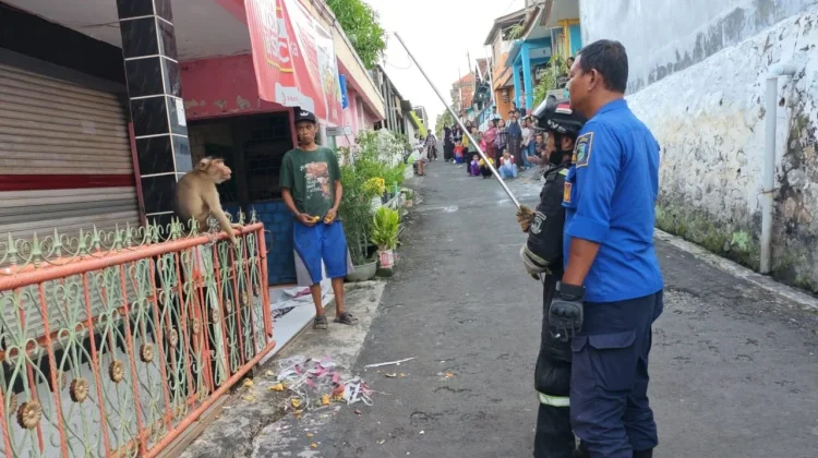 Beruk Lepas dari Kandang, Menyerang Pedagang di Kalimanggis