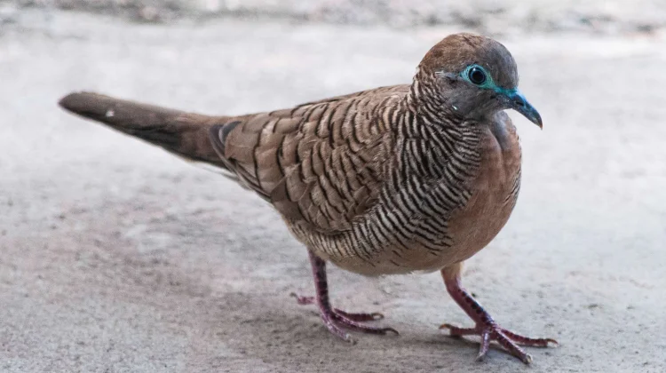 Kenali 7 Ciri Burung Perkutut Sedang Sakit