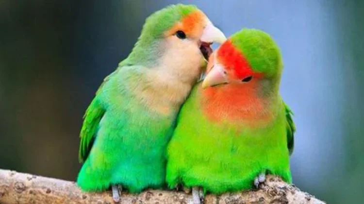 Inilah Tanda-Tanda Burung Lovebird Sudah Berjodoh