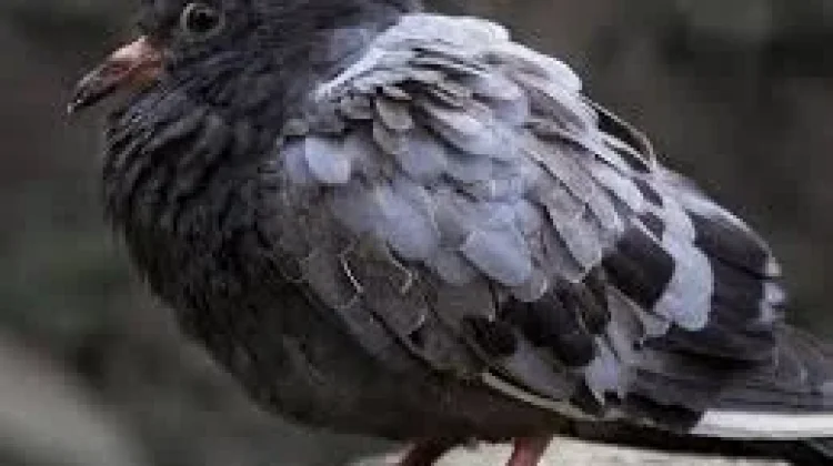 Mengenal Gangguan Kesehatan Umum pada Burung Merpati