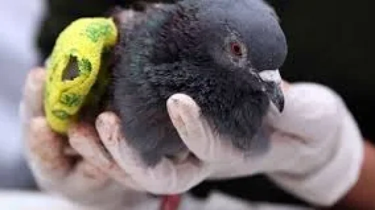 Lima Langkah Efektif Mengobati Burung Merpati yang Sakit