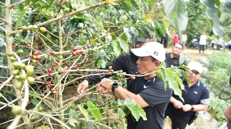 Kopi Indonesia Siap Menembus Pasar Global, Kuningan Ambil Peran Strategis