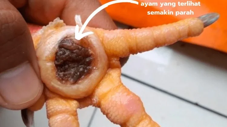 Cara Mengobati Penyakit Bubul pada Ayam