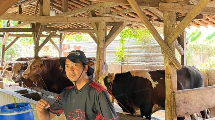 Peternak di Cirebon Antisipasi PMK dengan Vaksinasi dan Perawatan Intensif
