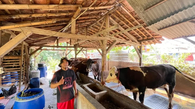 Permintaan Hewan Kurban di Cirebon Meningkat Dinamis jelang Iduladha