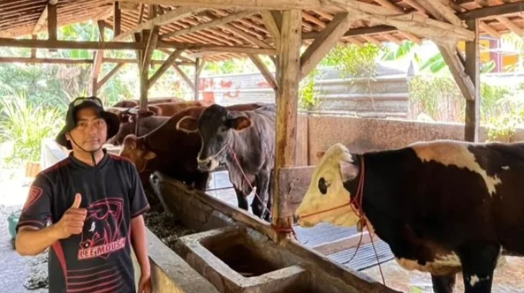 Peternak Pastikan Sapi Kurban Sehat, Cukup Umur, dan Layak Disembelih