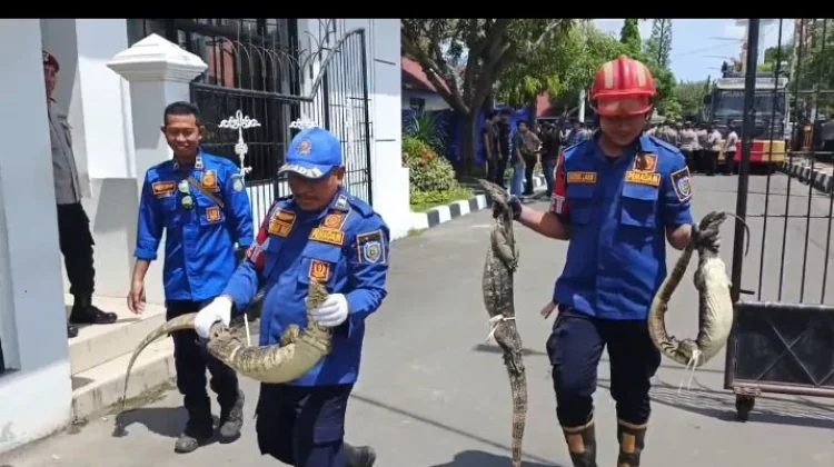 Damkar Indramayu Amankan Tiga Biawak usai Aksi KOMPI
