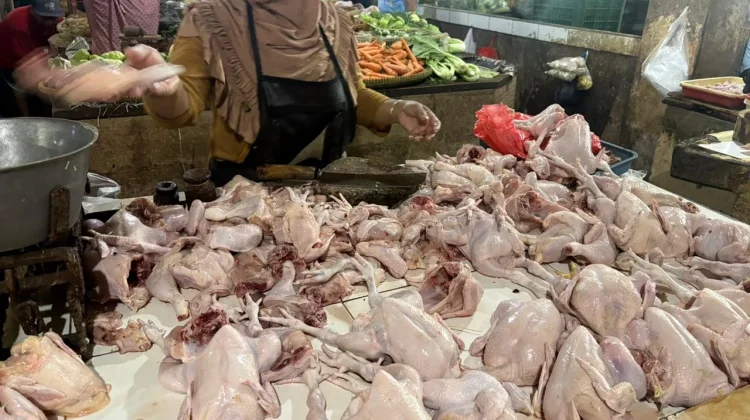 Harga Ayam di Pasaran Turun dari Rp35 Ribu ke Rp33 Ribu