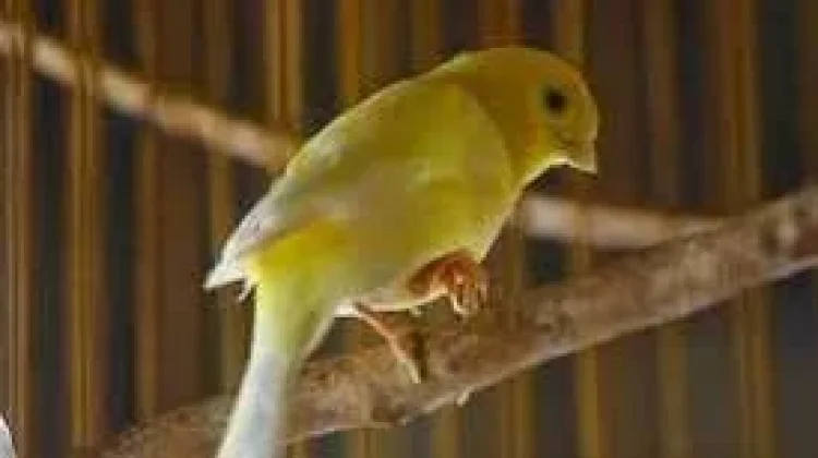 Cara Efektif Mengobati Gigitan Nyamuk pada Burung Kicau
