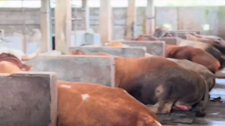 Peternakan Lembu Muda Doa Ibu Tegal Gubug Makin Dilirik