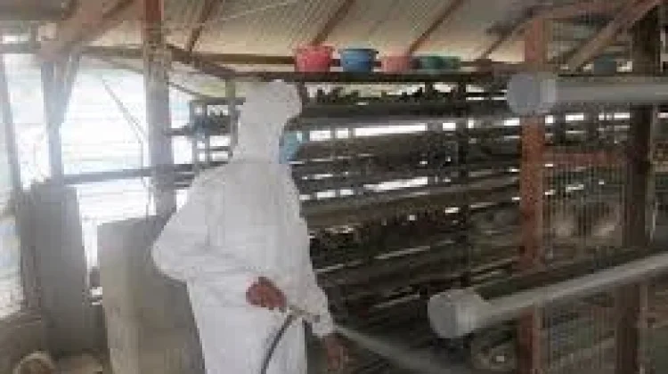 Lima Langkah Sanitasi Kandang Ayam Cegah Wabah Penyakit