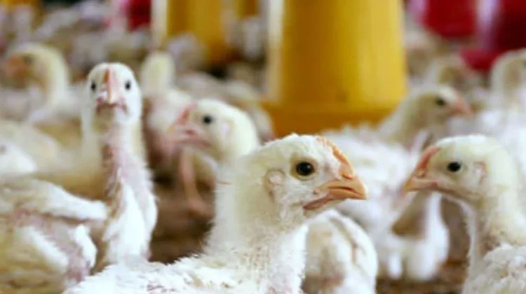 Manfaat Jamu Herbal untuk Melejitkan Performa Ayam Broiler