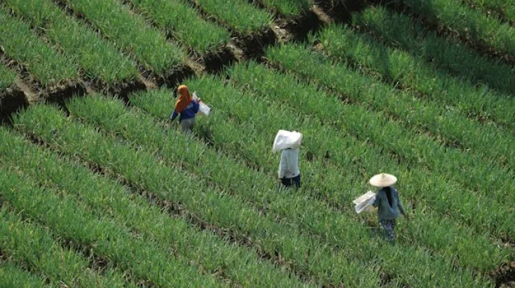 Diskatan Kuningan Dorong Warga Tanam Pangan Melalui Taman Masagi