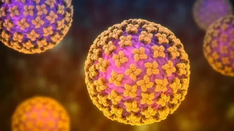 Apa itu Hantavirus?