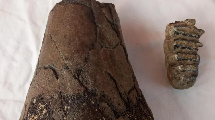 Fosil Stegodon Ditemukan di Majalengka