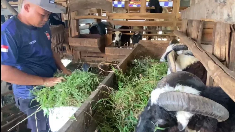 IPDA Endri Anggota Satlantas Majalengka Sukses Kembangkan Bisnis Domba Kurban