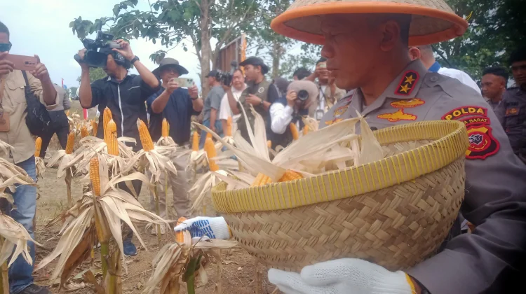 Kapolda Jabar Hadiri Panen Raya Jagung Serentak di Indramayu