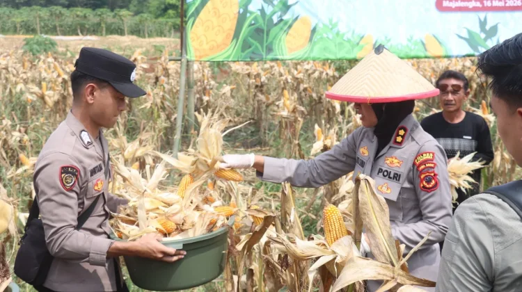 Dukung Asta Cita Presiden, Polres Majalengka Gelar Panen Raya Jagung