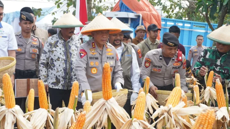 Dukung Swasembada Jagung, Realisasi Polda Jabar Capai 12.500 Hektar