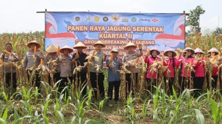 Panen Raya Jagung Serentak di Waled, Polres Cirebon Kota Dukung Ketahanan Pangan