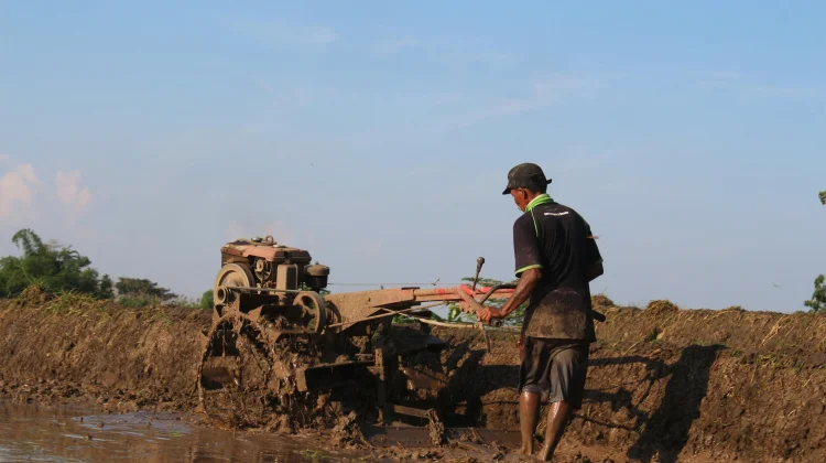 Petani Kota Cirebon Harapkan Koperasi Bantu Distribusi dan Pemasaran Panen