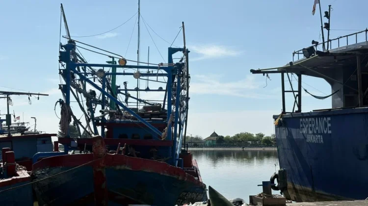 Cumi-Cumi Kejawanan Jadi Komoditas Unggulan Perikanan Kota Cirebon