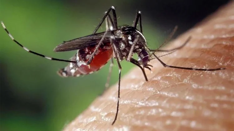 Daftar Penyakit yang Disebabkan oleh Virus