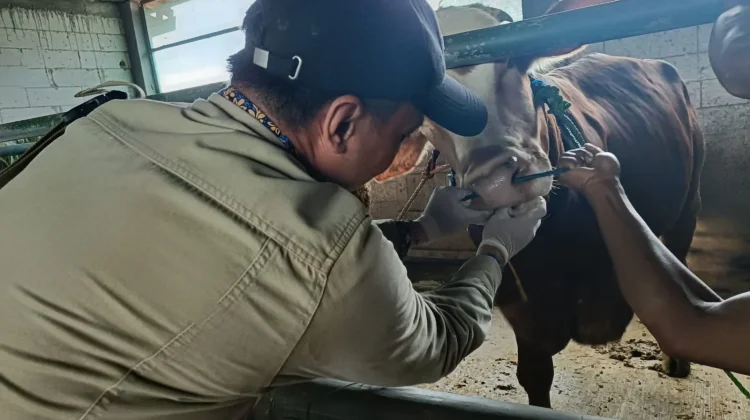 DKP3 Majalengka Kerahkan Puluhan Petugas Periksa Hewan Kurban