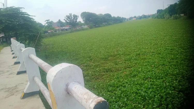 Hamparan Eceng Gondok Tutupi Aliran Sungai Waduk Bojongsari