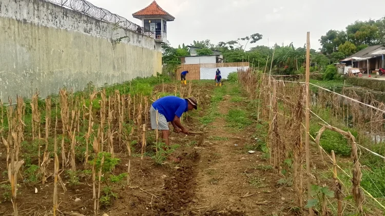 Warga Binaan Lapas Indramayu Belajar Bangkit lewat Pertanian