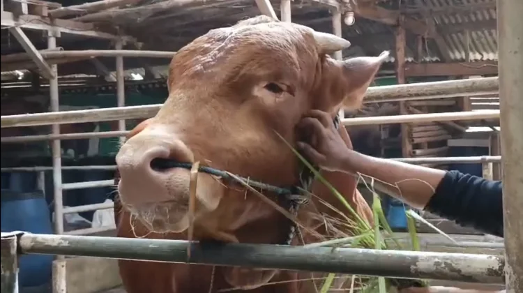 Sapi Kurban Presiden asal Kuningan Berbobot 1,08 Ton