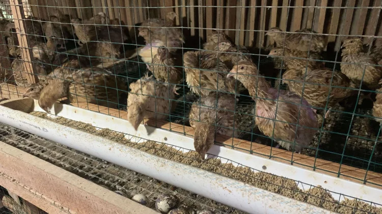 Cara Sukses Ternak Burung Puyuh untuk Pemula