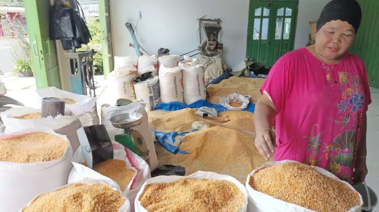 Pilihan Pakan Puyuh Terbaik agar Pertumbuhan Optimal
