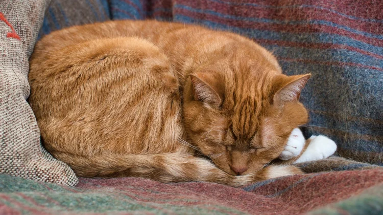 Posisi Tidur Kucing Bisa Menunjukkan Perasaannya