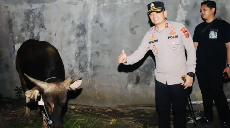 Sapi Kurban Kapolri Sampai  di Cirebon, Kapolres Cirebon Kota Langsung Cek Kondisi