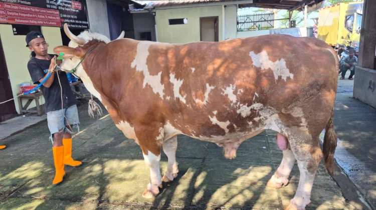 Distan Siapkan Sapi Bantuan Presiden untuk Iduladha 1447 H di Kabupaten Cirebon