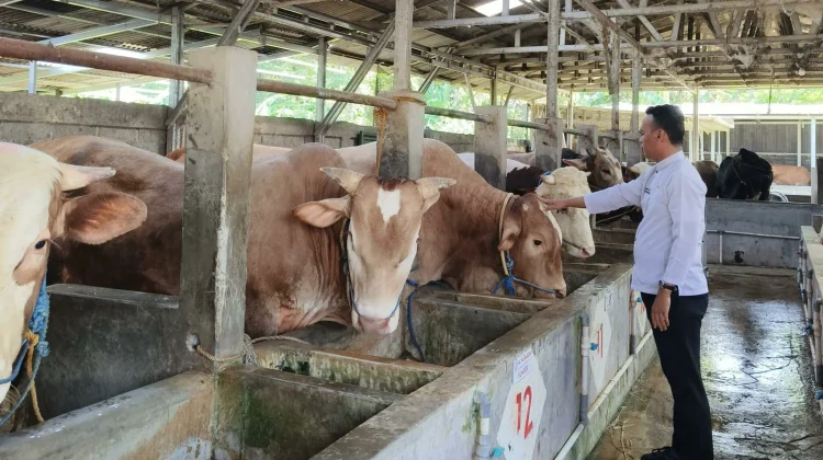 Distan Kabupaten Cirebon Periksa 11.727 Hewan Kurban Jelang Iduladha 1447 H