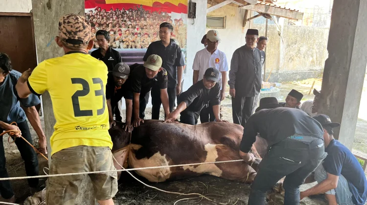 Prabowo Sumbang Sapi, Gerindra Kuningan Tebar 2.000 Kurban