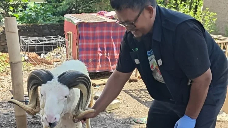 Warga Tak Perlu Khawatir, Hewan Kurban di Kota Cirebon Dipastikan Sehat