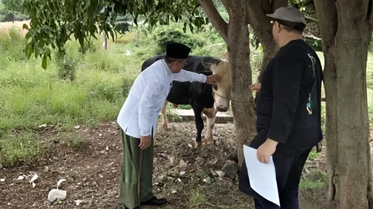 PKB Kuningan Distribusikan 2.780 Paket Daging Kurban