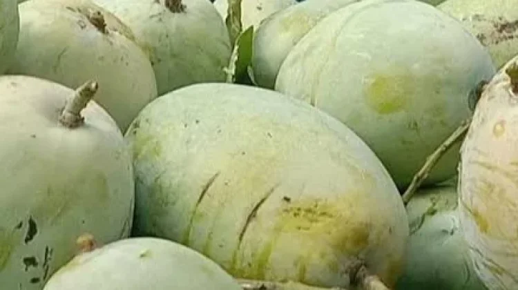 Keragaman Varietas Mangga Indramayu Perlu Dilindungi Perda