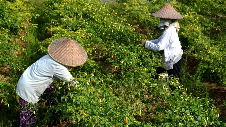 Distan Kabupaten Cirebon Tambah Pasokan Cabai dan Bawang Dukung KOSPI