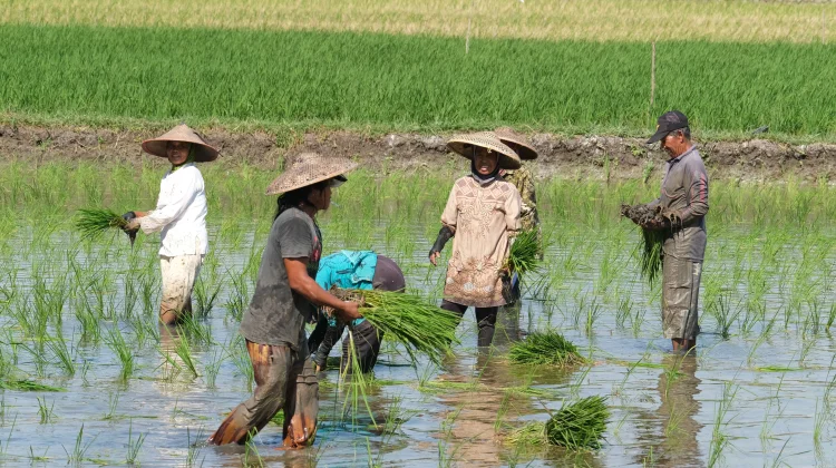 Petani Lokal Cirebon Diarahkan Dukung Pasokan Pangan Program KOSPI