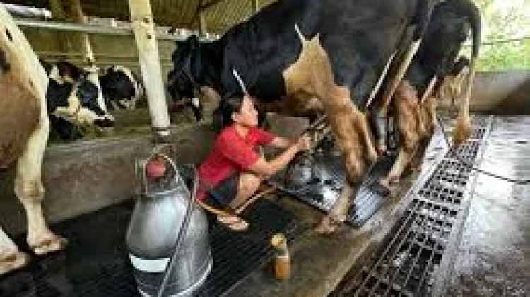 Beternak Sapi Perah Sumber Penghasilan yang Sangat Menjajikan