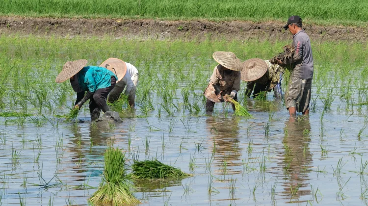 Petani Indramayu Khawatir Kekeringan, Pompanisasi Dinilai Belum Maksimal