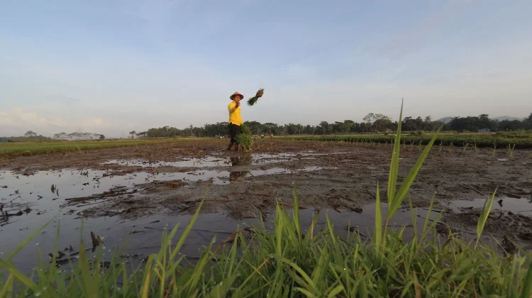 Produksi Padi Terancam Turun jika Pasokan Air Berkurang