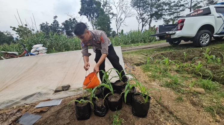 Satlantas Polres Majalengka Tanam Jagung Dukung Swasembada Pangan 2026