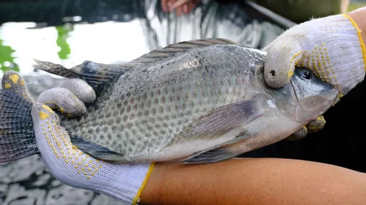 Jenis Makanan Ikan Nila agar Cepat Besar