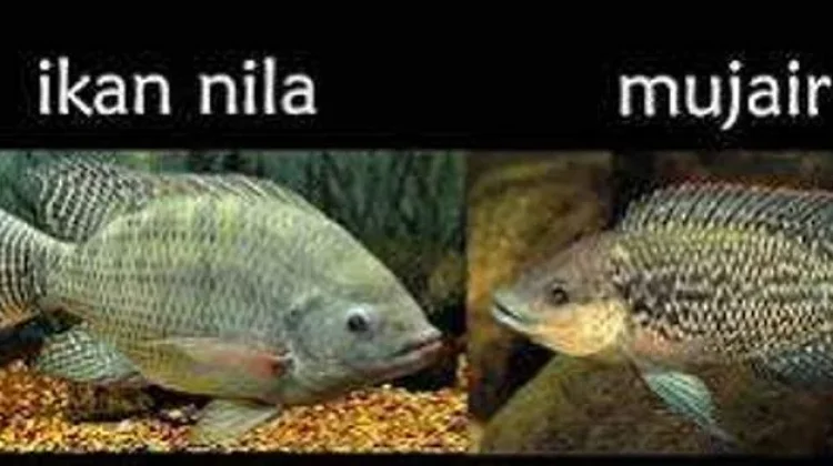 Ciri Ikan Nila yang Wajib Diketahui Mancing Mania
