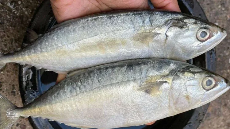 Manfaat Ikan Kembung untuk Kesehatan